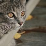 澳门威利斯游戏网站:畅享刺激与大奖的完美平台 4p0mmgt