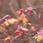 十博体育app:畅享全球体育赛事的最佳平台 rj2h9or